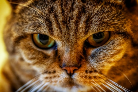 喵-猫-宠物-猫咪-动物 图片素材