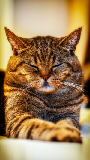 喵-猫-宠物-猫咪-动物 图片素材