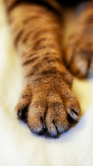 喵-猫-宠物-猫咪-动物 图片素材