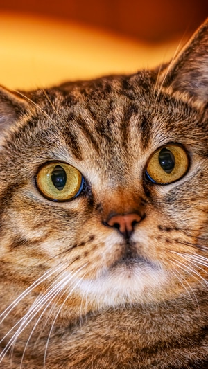 喵-猫-宠物-猫咪-动物 图片素材