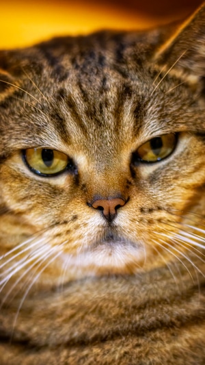 喵-猫-宠物-猫咪-动物 图片素材