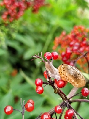 微观世界-手机摄影-蜗牛-昆虫-软体动物 图片素材