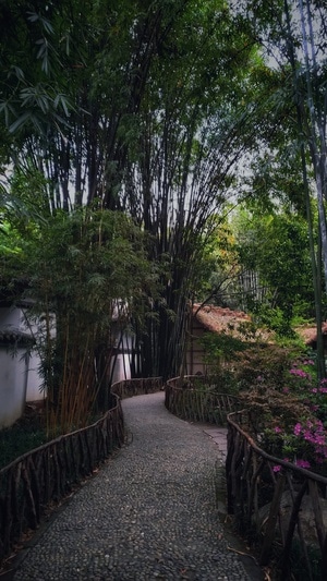 路-林荫-茅屋-道路-小径 图片素材