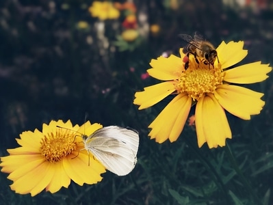 花-蝶-蜂-手机摄影-蜜蜂 图片素材