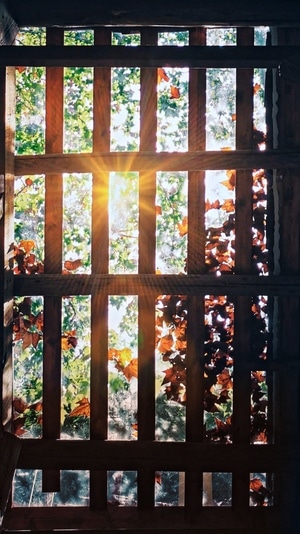 天井-阳光-天井-树叶-阳光 图片素材