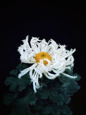 手机摄影-菊花-菊花-花-白菊 图片素材