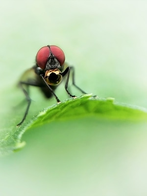 微距-昆虫-昆虫-虫子-蝇 图片素材