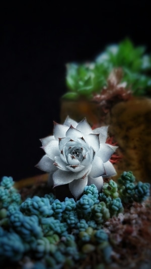 手机微距-创意后期-花朵-花-雪莲 图片素材