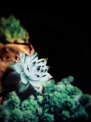 手机微距-创意后期-花朵-花-雪莲 图片素材