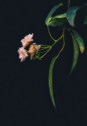 黑背景-花枝-花-花朵-鲜花 图片素材