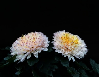 手机摄影-菊花-花-白菊-花卉 图片素材