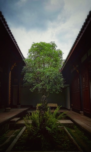 宅家-手机摄影-树-庭院-院子 图片素材