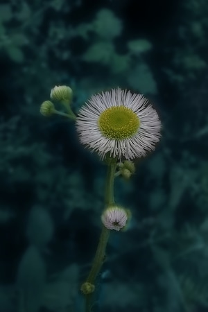 手机摄影-花-花-花蕊-一年蓬 图片素材