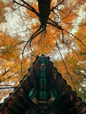 手机摄影-古建-秋天-古建筑-树叶 图片素材