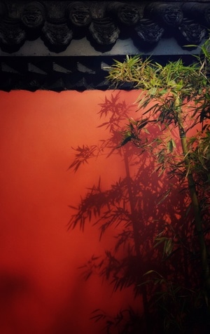 你好2020-手机摄影-竹叶-竹子-竹影 图片素材