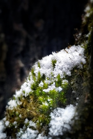 微距-苔藓-雪-苔藓-雪 图片素材