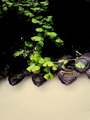手机摄影-建筑-植物-银杏叶-青瓦 图片素材