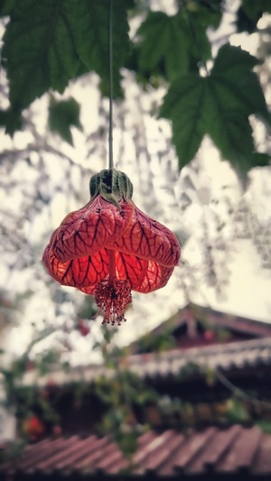 微距-花-灯笼花-花-植物 图片素材