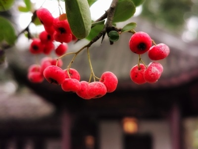 我的2019-手机摄影-果子-秋实-树果 图片素材