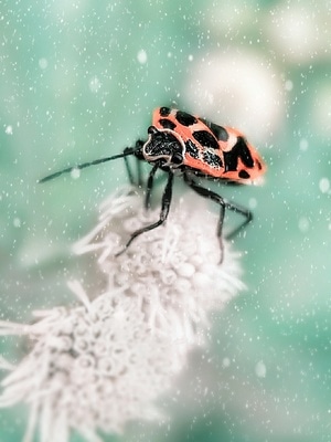 微观世界-微距-昆虫-创意后期-昆虫 图片素材