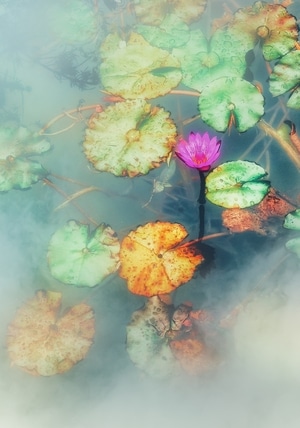 手机摄影-睡莲-创意后期-荷花-莲花 图片素材