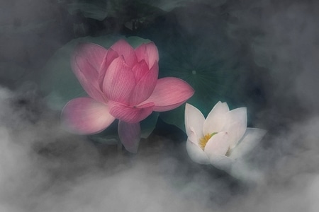 百帖纪念-荷花-创意-荷花-花 图片素材