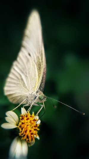 微距-昆虫-灰蝶-蝴蝶-动物 图片素材