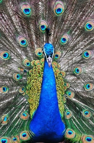 手机摄影-动物-鸟-鸟类-孔雀 图片素材