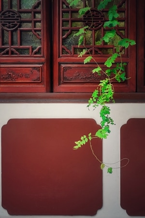 手机摄影-古建-绿植-藤蔓-植物 图片素材