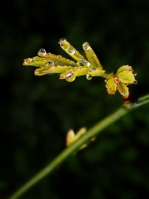 微距-树叶-水珠-水珠-雨露 图片素材
