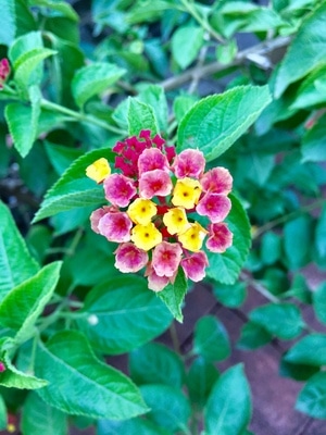 植物-花-春天-五色梅-色彩 图片素材