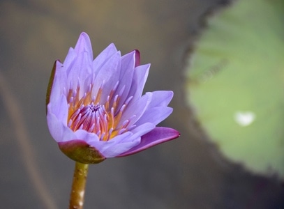 莲花-花-紫色-植物-生态 图片素材