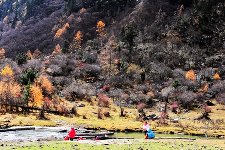 四川省-风景-秋季-四姑娘山-树 图片素材