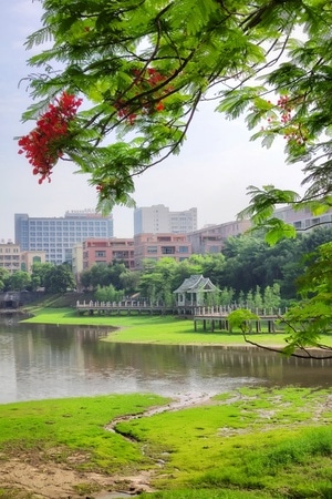 阳江市-生活-森林-生活摄影-自然 图片素材