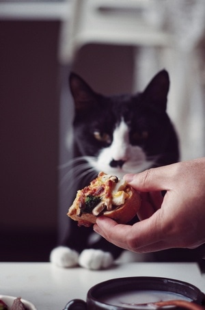 猫咪-静物摄影-早餐-美食摄影-天天都是下厨好日子 图片素材