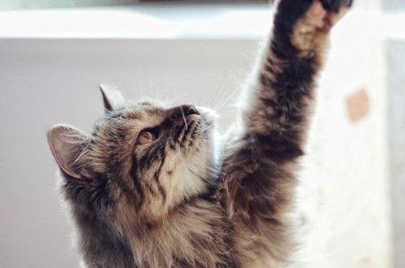 猫咪-疫情防控中的新年-你好2020-喵星人-撸猫 图片素材