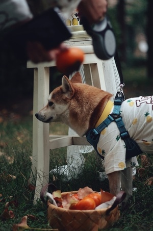 生活有爱-记录-秋天-小柴犬-柴犬 图片素材
