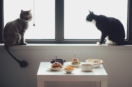 餐桌上的幸福-早餐-美食摄影-天天都是下厨好日子-猫 图片素材