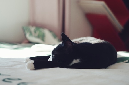 猫咪-疫情防控中的新年-你好2020-喵星人-撸猫 图片素材