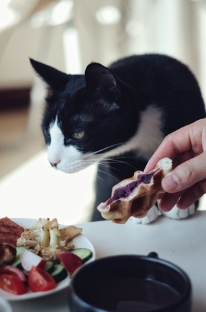 宅家-餐桌上的幸福-食物-美食-猫 图片素材