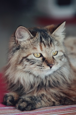 猫咪-疫情防控中的新年-你好2020-喵星人-撸猫 图片素材