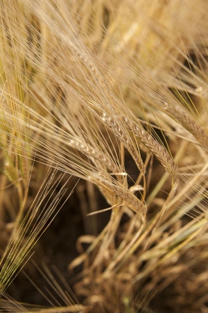 环境-风景-草原-麦田-麦子 图片素材