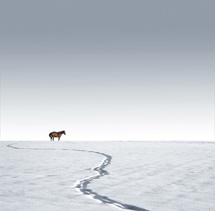 冬天-天空-马-雪印-雪原 图片素材
