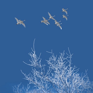 天鹅-蓝天-雾淞-动物-鸟 图片素材