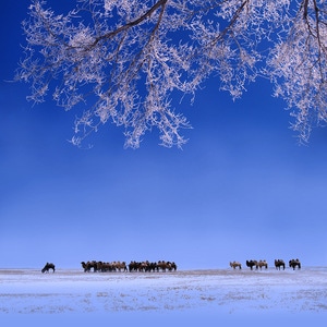 冬天-雪原-雾淞-骆驼-风景 图片素材