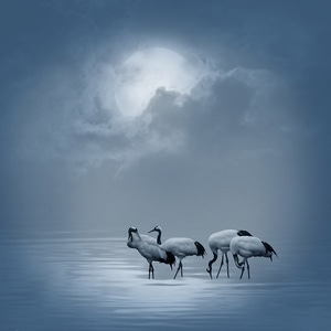 月夜-丹顶鹤-水面-动物-丹顶鹤 图片素材