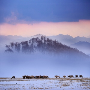 冬日-骆驼-远山-日暮-风光 图片素材