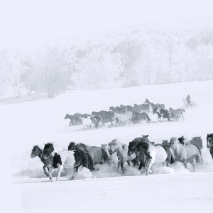 雪原-冬日-马-牧人-狗拉雪橇 图片素材