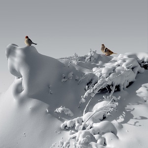 冬日-雪-麻雀-鸟儿-动物 图片素材