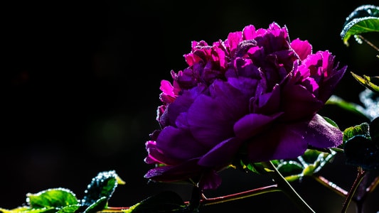 系列-风光-牡丹-花-花朵 图片素材